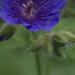 http://gardengrab.co.uk/post/53039500455