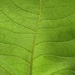 http://gardengrab.co.uk/post/55519675427