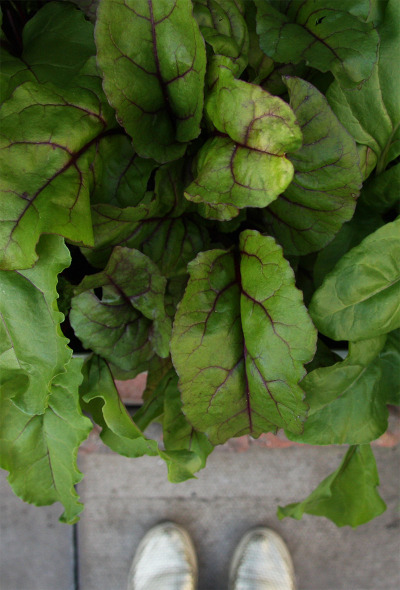 kitchen-container-garden