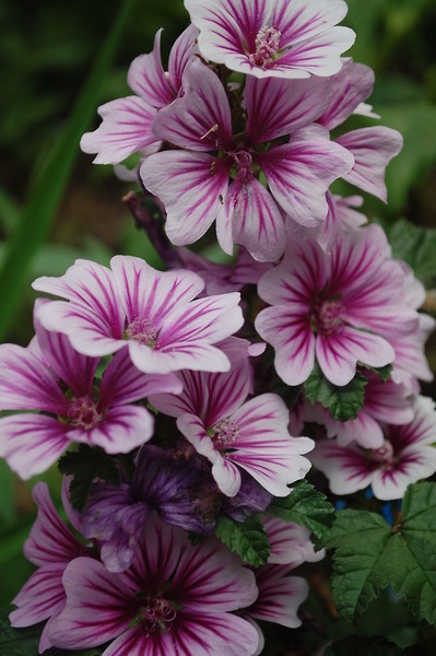 malva-zebrina-and-creme-de-cassis-hollyhocks