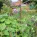 http://gardengrab.co.uk/post/57179600256