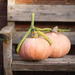 http://gardengrab.co.uk/post/65987005108