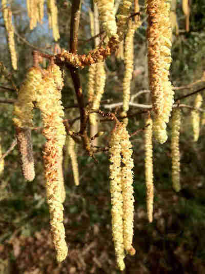 catkins-pussy-willows