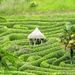 http://gardengrab.co.uk/post/66967909886
