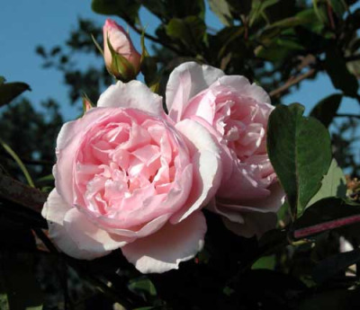creating-structure-in-a-cottage-garden