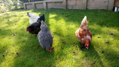how-to-use-woodchips-in-your-chicken-run-were