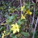 http://gardengrab.co.uk/post/67156145091
