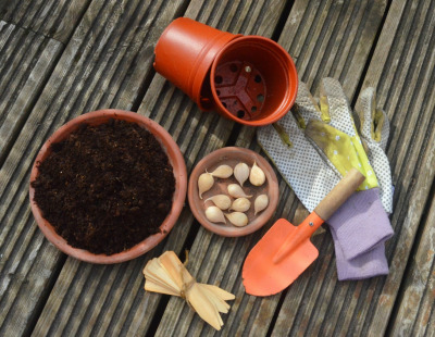 forcing-spring-flowering-bulbs-in-pots-is-a-lovely