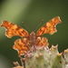 http://gardengrab.co.uk/post/57549587769