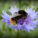 http://gardengrab.co.uk/post/58829503546
