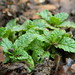 http://gardengrab.co.uk/post/70315273742