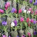 http://gardengrab.co.uk/post/44714770578