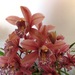 http://gardengrab.co.uk/post/44406459525
