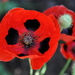 http://gardengrab.co.uk/post/59391939445