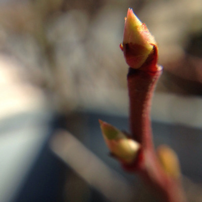 a-march-look-at-the-allotment-in-macro
