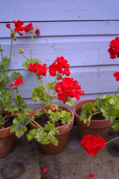 how-the-dream-garden-grows