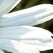 http://gardengrab.co.uk/post/70581433321