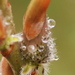 http://gardengrab.co.uk/post/43172611823