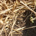 http://gardengrab.co.uk/post/44639241169