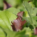 http://gardengrab.co.uk/post/52502775261