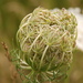 http://gardengrab.co.uk/post/59108293285