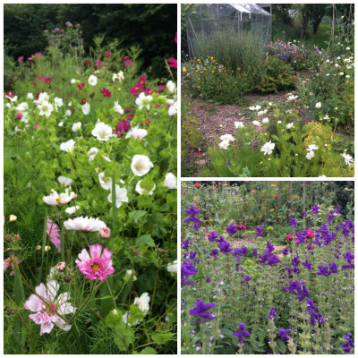 how-to-get-rough-land-flowering-quickly-using