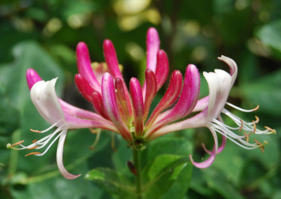 birth-flowers-june