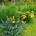 http://gardengrab.co.uk/post/55278699587