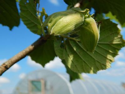 nuts-for-cobnuts-wordless-wednesday