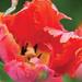 http://gardengrab.co.uk/post/66501053458