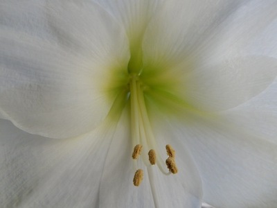wordless-wednesday-a-blooming-amaryllis