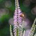 http://gardengrab.co.uk/post/56141997664
