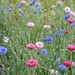http://gardengrab.co.uk/post/57556485288