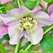 http://gardengrab.co.uk/post/43398091918
