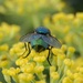 http://gardengrab.co.uk/post/58824330876