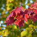 http://gardengrab.co.uk/post/58814001381
