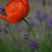 http://gardengrab.co.uk/post/58840010840