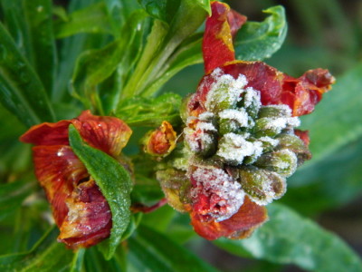 worldless-wednesday-frosted-wallflower