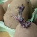 http://gardengrab.co.uk/post/45226026752