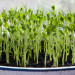 http://gardengrab.co.uk/post/44714667998
