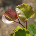 http://gardengrab.co.uk/post/58713612064