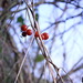 http://gardengrab.co.uk/post/70297199888