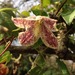 http://gardengrab.co.uk/post/70328909824