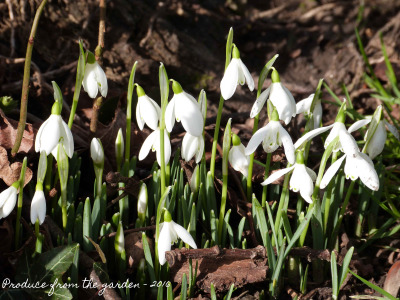 snowdrops-one-of-the-great-winter-wonders-of-the
