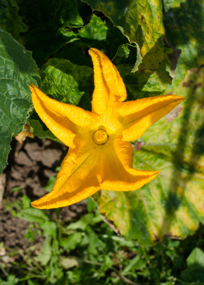 grow-your-own