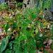 http://gardengrab.co.uk/post/65619922839
