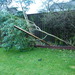 http://gardengrab.co.uk/post/70995308448