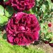 http://gardengrab.co.uk/post/71886431256