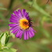http://gardengrab.co.uk/post/66675074275