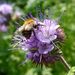 http://gardengrab.co.uk/post/54755291905